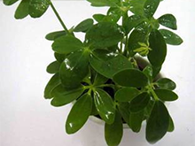 新裝修的房子，擺放什么植物合適呢？